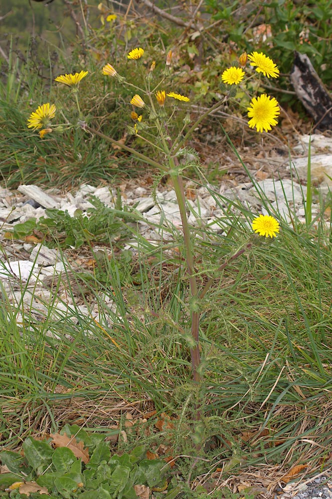 Sonchus asper